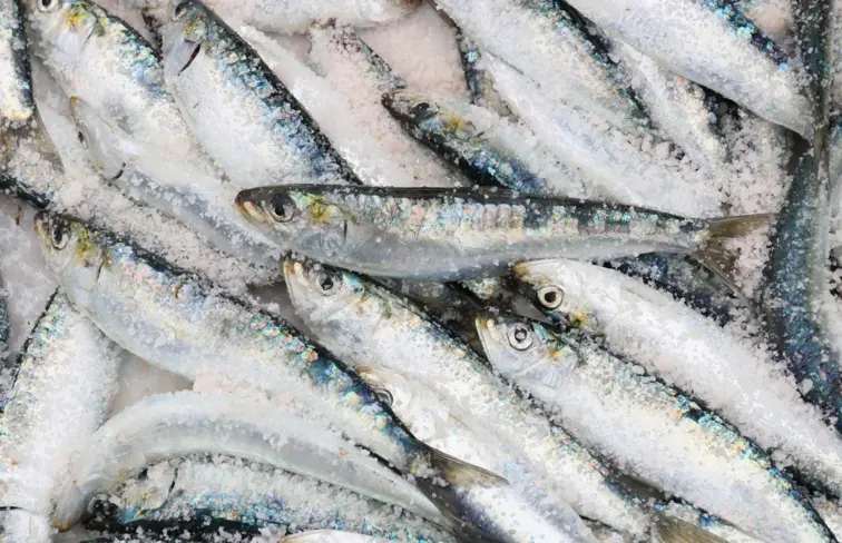 Sardinha fresca